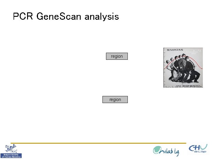PCR Gene. Scan analysis region 
