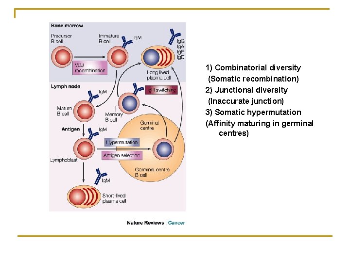 1) Combinatorial diversity (Somatic recombination) 2) Junctional diversity (Inaccurate junction) 3) Somatic hypermutation (Affinity