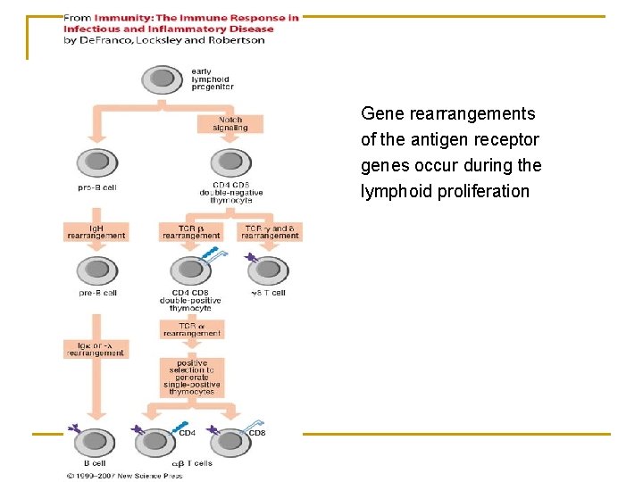 Gene rearrangements of the antigen receptor genes occur during the lymphoid proliferation 