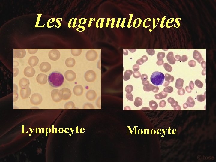 Les agranulocytes Lymphocyte Monocyte 