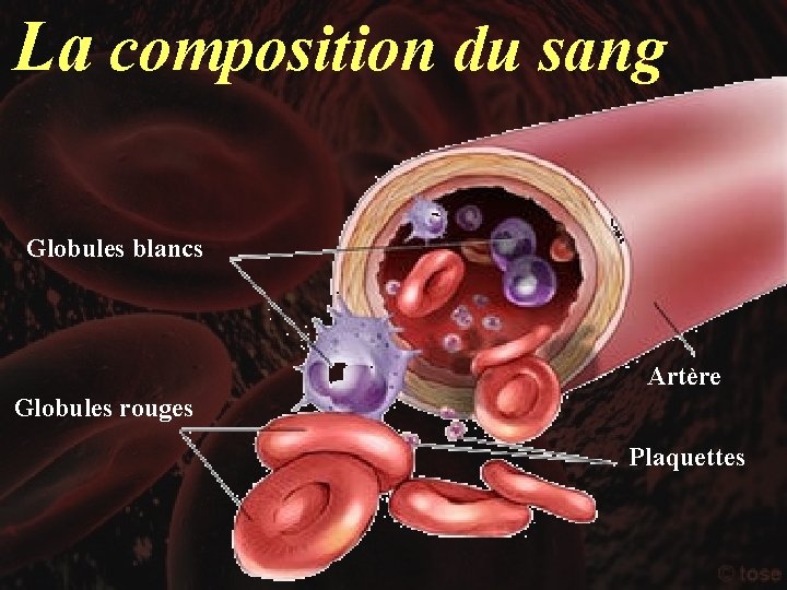 La composition du sang Globules blancs Artère Globules rouges Plaquettes 