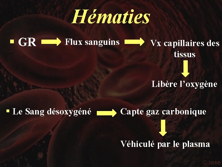 Hématies § GR Flux sanguins Vx capillaires des tissus Libère l’oxygène § Le Sang