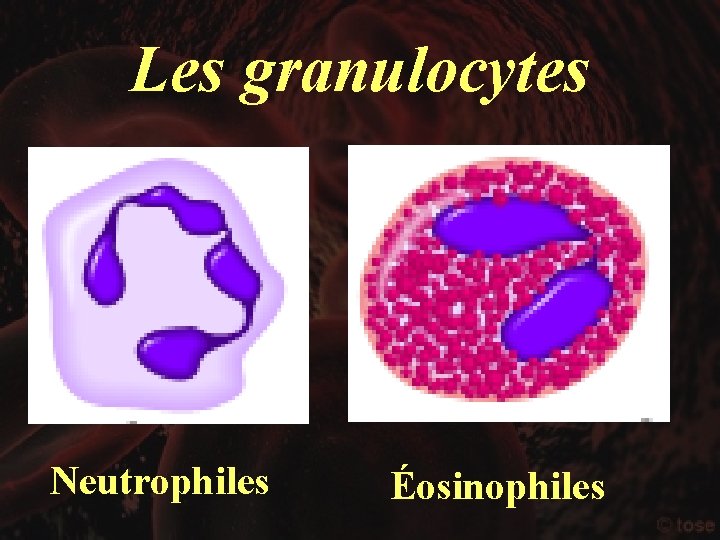 Les granulocytes Neutrophiles Éosinophiles 