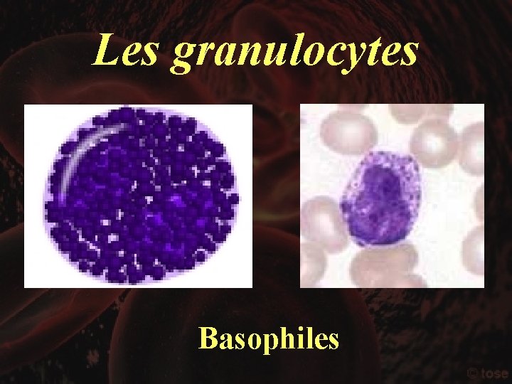 Les granulocytes Basophiles 