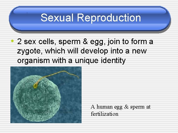 Sexual Reproduction • 2 sex cells, sperm & egg, join to form a zygote, Sexual Reproduction • 2 sex cells, sperm & egg, join to form a zygote,