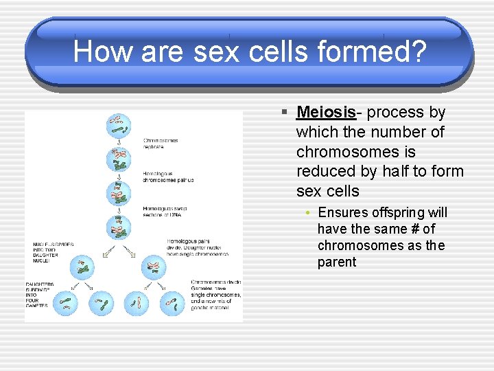 Sexual Reproduction Meiosis Why Its Important They are
