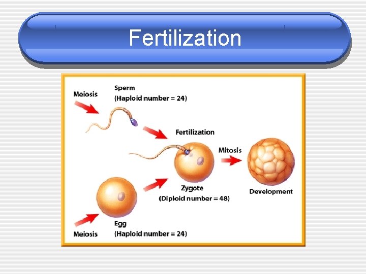 Fertilization Fertilization