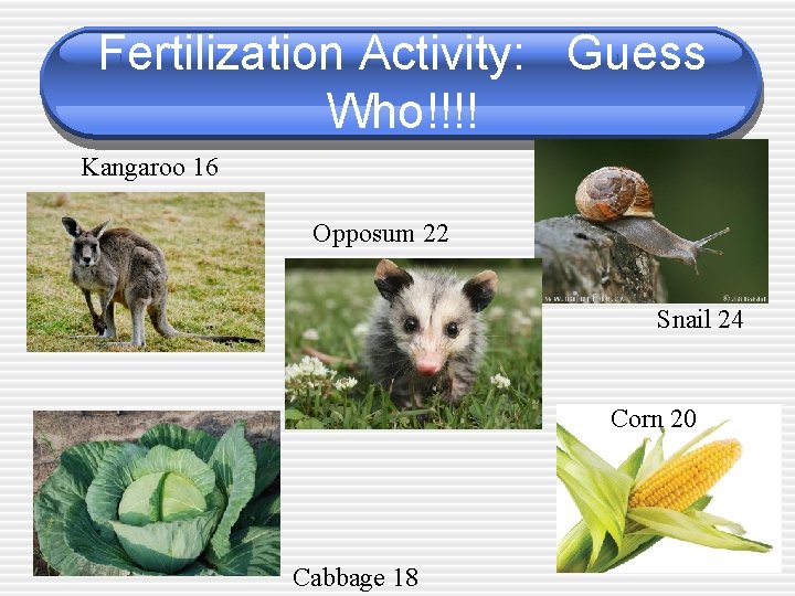 Fertilization Activity: Guess Who!!!! Kangaroo 16 Opposum 22 Snail 24 Corn 20 Cabbage 18 Fertilization Activity: Guess Who!!!! Kangaroo 16 Opposum 22 Snail 24 Corn 20 Cabbage 18
