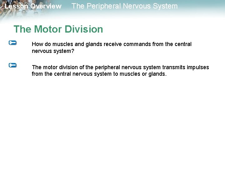 Lesson Overview The Peripheral Nervous System The Motor Division How do muscles and glands Lesson Overview The Peripheral Nervous System The Motor Division How do muscles and glands