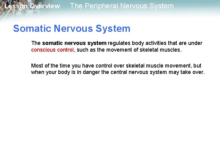Lesson Overview The Peripheral Nervous System Somatic Nervous System The somatic nervous system regulates Lesson Overview The Peripheral Nervous System Somatic Nervous System The somatic nervous system regulates