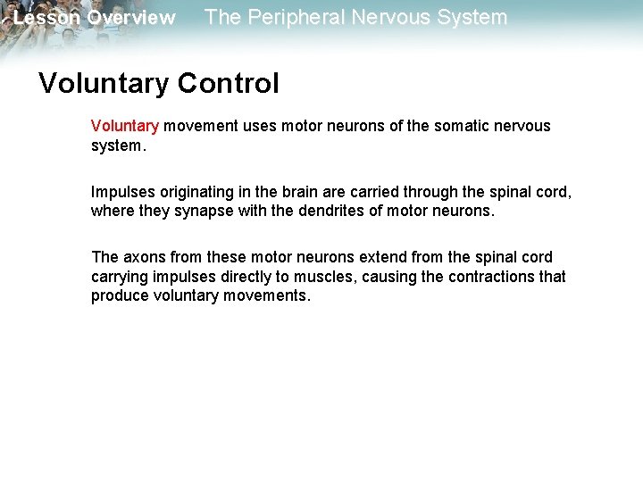 Lesson Overview The Peripheral Nervous System Voluntary Control Voluntary movement uses motor neurons of Lesson Overview The Peripheral Nervous System Voluntary Control Voluntary movement uses motor neurons of