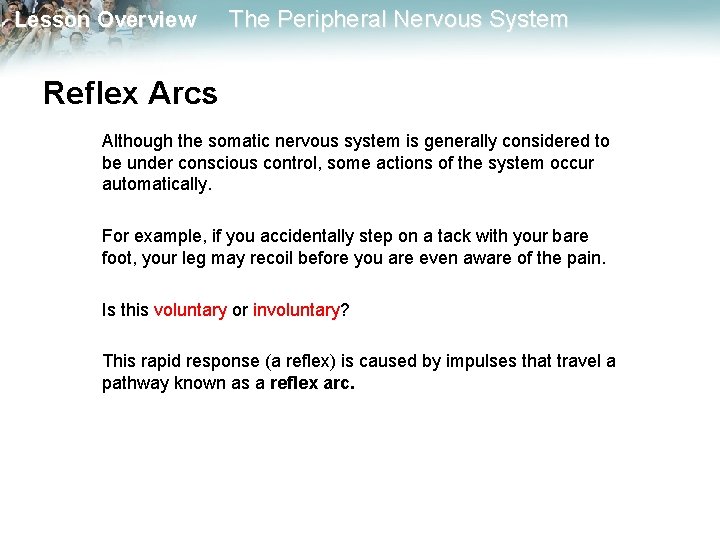 Lesson Overview The Peripheral Nervous System Reflex Arcs Although the somatic nervous system is Lesson Overview The Peripheral Nervous System Reflex Arcs Although the somatic nervous system is