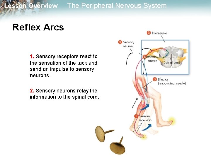 Lesson Overview The Peripheral Nervous System Reflex Arcs 1. Sensory receptors react to the Lesson Overview The Peripheral Nervous System Reflex Arcs 1. Sensory receptors react to the