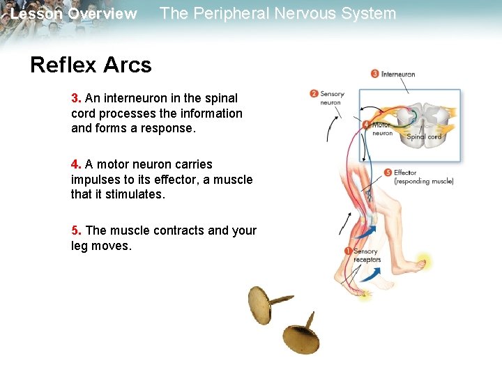 Lesson Overview The Peripheral Nervous System Reflex Arcs 3. An interneuron in the spinal Lesson Overview The Peripheral Nervous System Reflex Arcs 3. An interneuron in the spinal