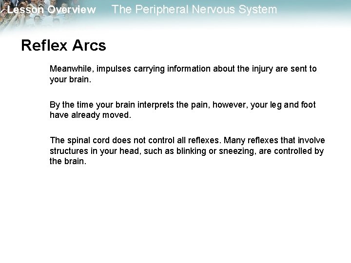 Lesson Overview The Peripheral Nervous System Reflex Arcs Meanwhile, impulses carrying information about the Lesson Overview The Peripheral Nervous System Reflex Arcs Meanwhile, impulses carrying information about the