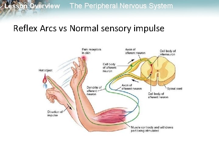 Lesson Overview The Peripheral Nervous System Reflex Arcs vs Normal sensory impulse Lesson Overview The Peripheral Nervous System Reflex Arcs vs Normal sensory impulse