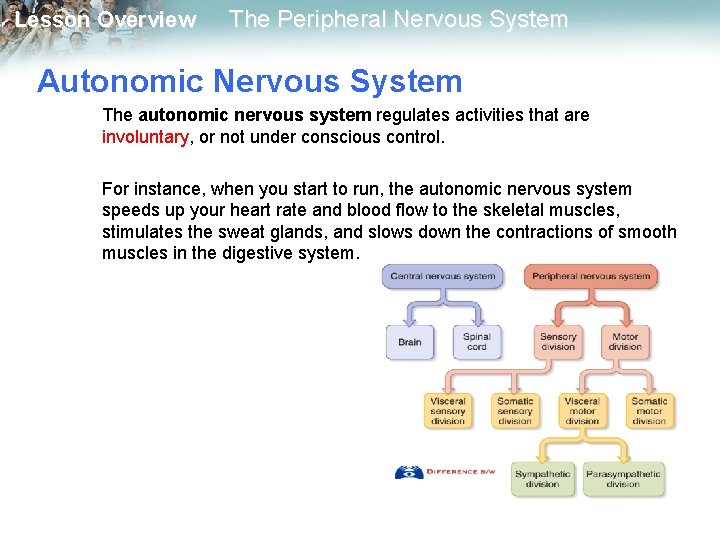 Lesson Overview The Peripheral Nervous System Autonomic Nervous System The autonomic nervous system regulates Lesson Overview The Peripheral Nervous System Autonomic Nervous System The autonomic nervous system regulates