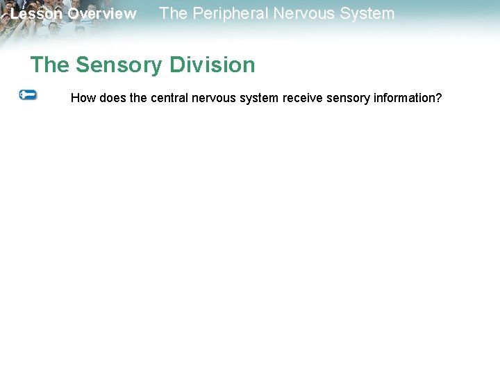 Lesson Overview The Peripheral Nervous System The Sensory Division How does the central nervous Lesson Overview The Peripheral Nervous System The Sensory Division How does the central nervous