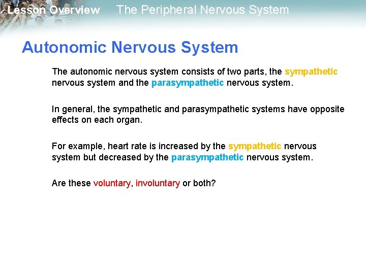 Lesson Overview The Peripheral Nervous System Autonomic Nervous System The autonomic nervous system consists Lesson Overview The Peripheral Nervous System Autonomic Nervous System The autonomic nervous system consists