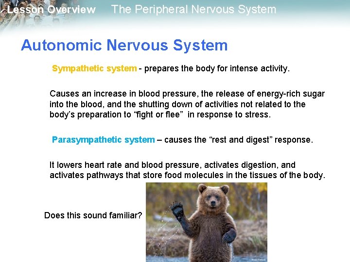 Lesson Overview The Peripheral Nervous System Autonomic Nervous System Sympathetic system - prepares the Lesson Overview The Peripheral Nervous System Autonomic Nervous System Sympathetic system - prepares the