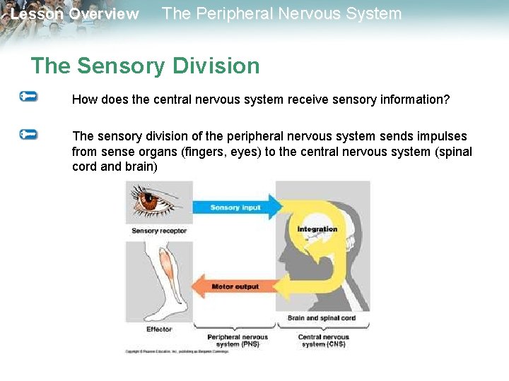Lesson Overview The Peripheral Nervous System The Sensory Division How does the central nervous Lesson Overview The Peripheral Nervous System The Sensory Division How does the central nervous