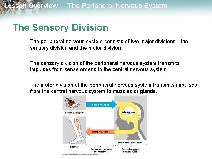 Lesson Overview The Peripheral Nervous System The Sensory Division The peripheral nervous system consists Lesson Overview The Peripheral Nervous System The Sensory Division The peripheral nervous system consists