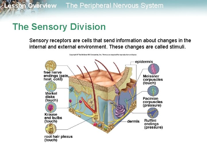 Lesson Overview The Peripheral Nervous System The Sensory Division Sensory receptors are cells that Lesson Overview The Peripheral Nervous System The Sensory Division Sensory receptors are cells that