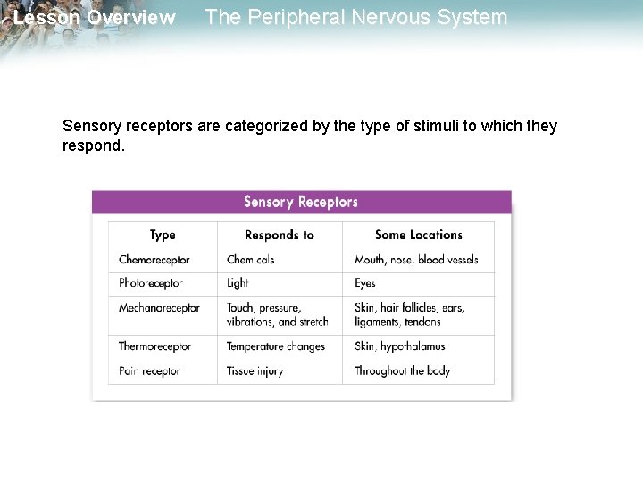 Lesson Overview The Peripheral Nervous System Sensory receptors are categorized by the type of Lesson Overview The Peripheral Nervous System Sensory receptors are categorized by the type of