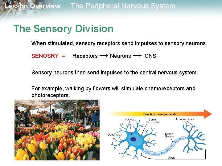 Lesson Overview The Peripheral Nervous System The Sensory Division When stimulated, sensory receptors send Lesson Overview The Peripheral Nervous System The Sensory Division When stimulated, sensory receptors send