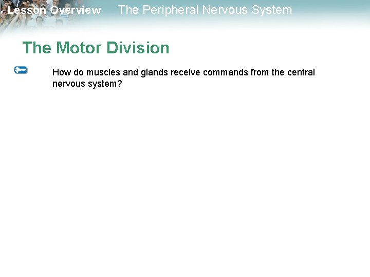 Lesson Overview The Peripheral Nervous System The Motor Division How do muscles and glands Lesson Overview The Peripheral Nervous System The Motor Division How do muscles and glands