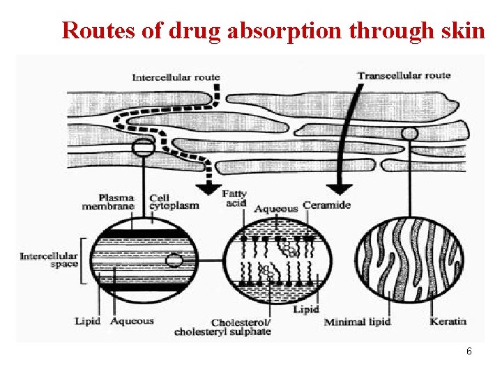 Routes of drug absorption through skin 6 