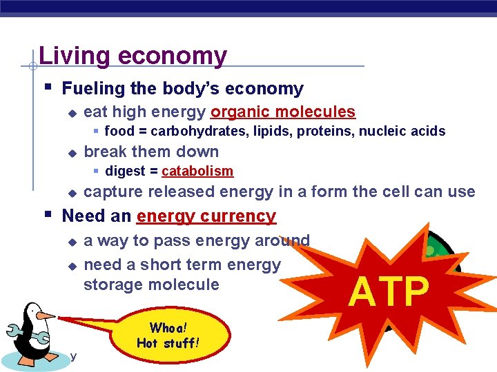 Living economy § Fueling the body’s economy u eat high energy organic molecules §