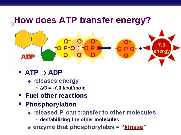 How does ATP transfer energy? ADP ATP O– O– O– –O P –O O–