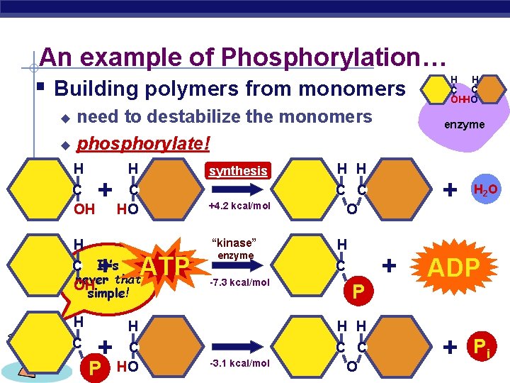 An example of Phosphorylation… § Building polymers from monomers need to destabilize the monomers