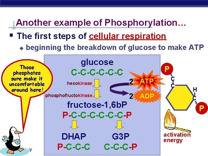 Another example of Phosphorylation… § The first steps of cellular respiration u beginning the