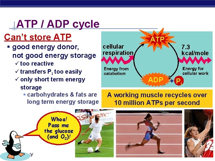 ATP / ADP cycle Can’t store ATP cellular § good energy donor, not good