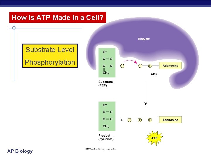 How is ATP Made in a Cell? Substrate Level Phosphorylation AP Biology 