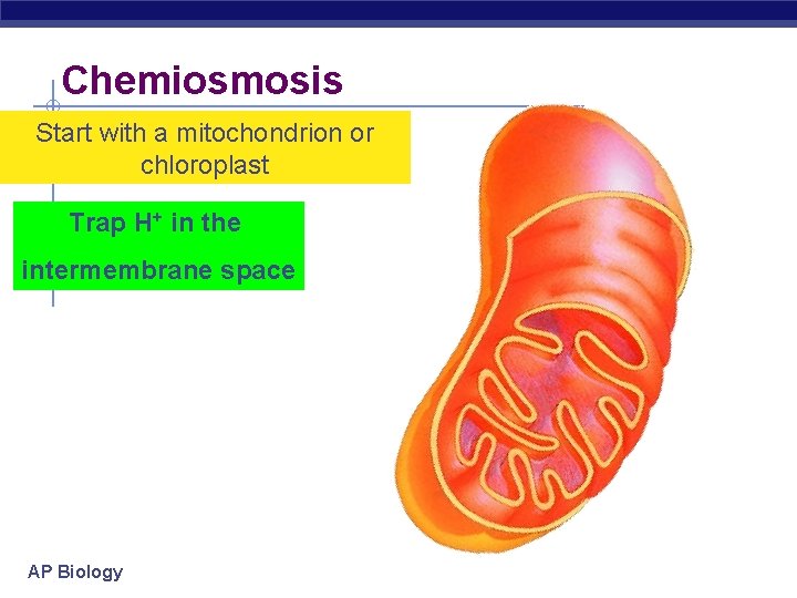 Chemiosmosis Start with a mitochondrion or chloroplast Trap H+ in the intermembrane space AP