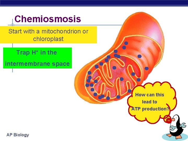 Chemiosmosis Start with a mitochondrion or chloroplast Trap H+ in the intermembrane space How