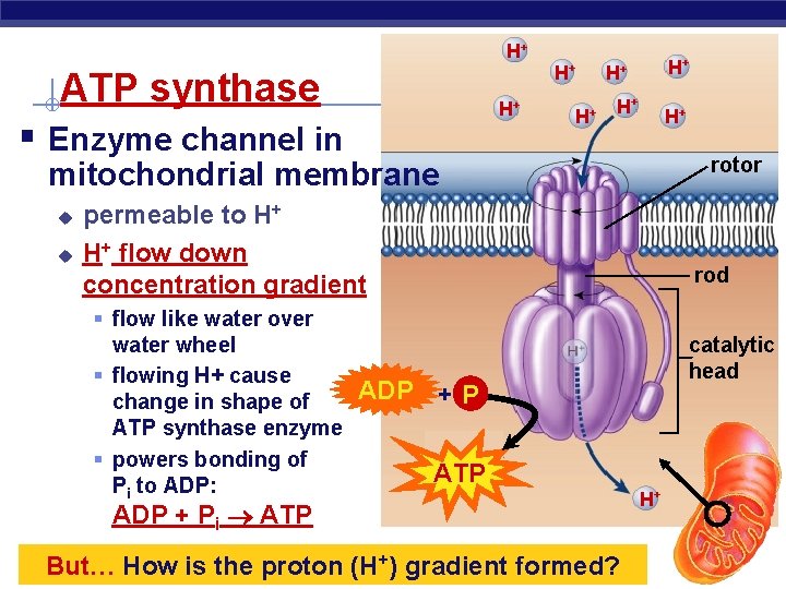 H+ ATP synthase H+ § Enzyme channel in H+ H+ H+ rotor mitochondrial membrane