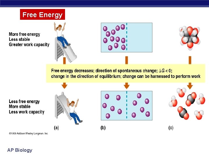 Free Energy AP Biology 