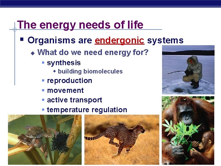 The energy needs of life § Organisms are endergonic systems u What do we