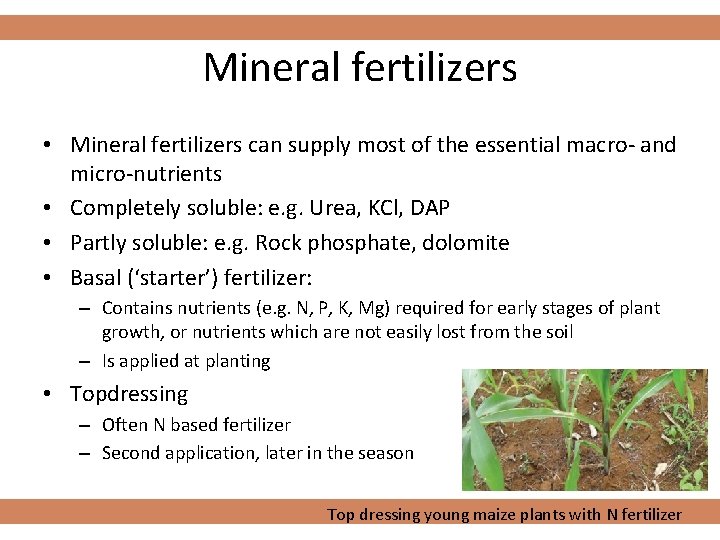 Mineral fertilizers • Mineral fertilizers can supply most of the essential macro- and micro-nutrients