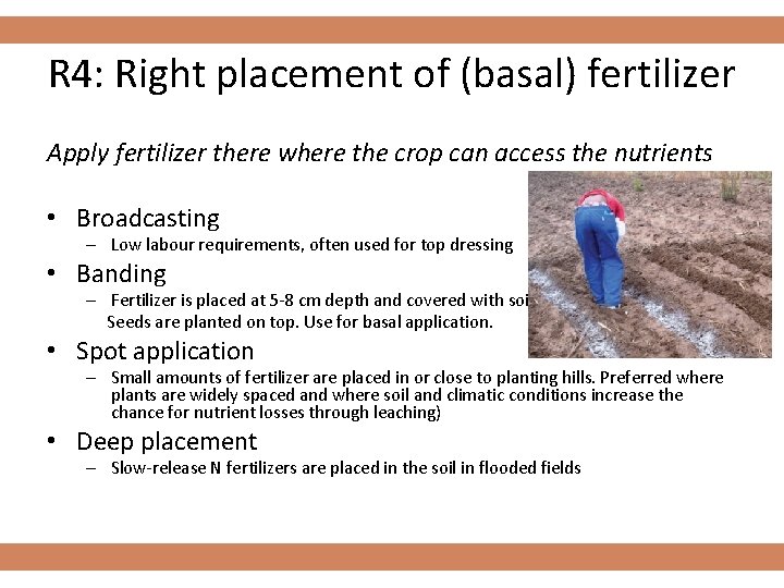 R 4: Right placement of (basal) fertilizer Apply fertilizer there where the crop can