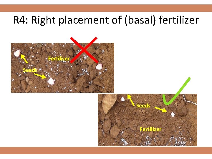 R 4: Right placement of (basal) fertilizer Fertilizer Seeds Fertilizer 