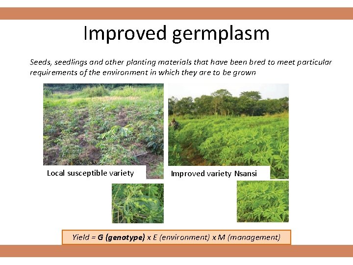 Improved germplasm Seeds, seedlings and other planting materials that have been bred to meet
