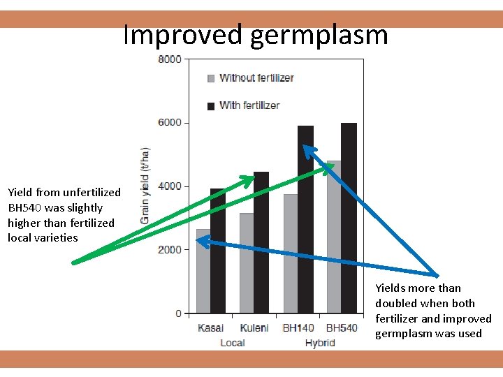 Improved germplasm Yield from unfertilized BH 540 was slightly higher than fertilized local varieties