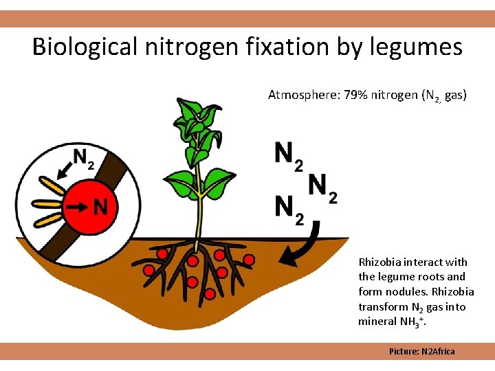 Biological nitrogen fixation by legumes Atmosphere: 79% nitrogen (N 2, gas) Rhizobia interact with