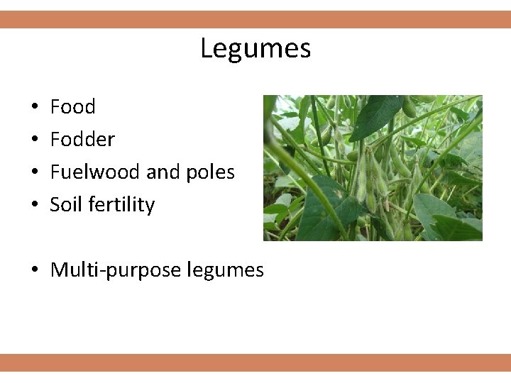 Legumes • • Food Fodder Fuelwood and poles Soil fertility • Multi-purpose legumes 