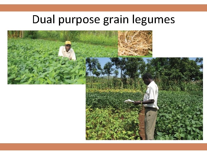 Dual purpose grain legumes 